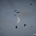 The Folklore of British Birds