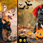 Howl-O-Ween