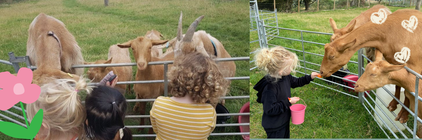 What's on summer holidays, goats, sheep and farm animals in newcastle