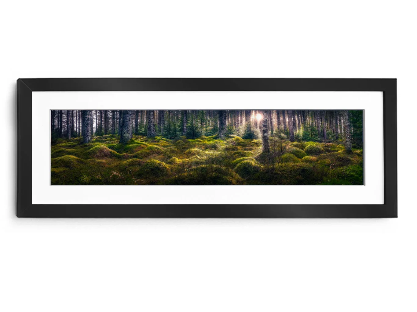 A photo of Kielder Forest in a black frame by Brian Eyler. It focuses on the carpet of moss that coats the forest floor, with bright sun filtering through gaps in the trees.
