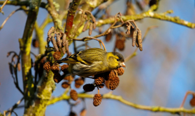 Picture of a siskin bird about to leave it's perch on a tree.