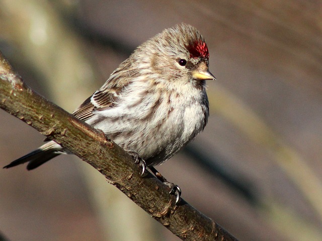 Picture of a Redpoll bird sitting on a branch.