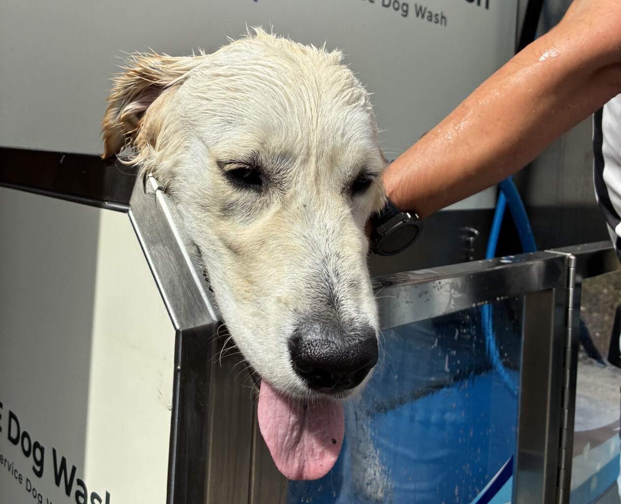 An image of a pale yellow labrador being washed. His head is spilling over the top of the tub wall, looking relaxed with his tongue out. His fur is visibly wet and his owner scrubs him in the background.